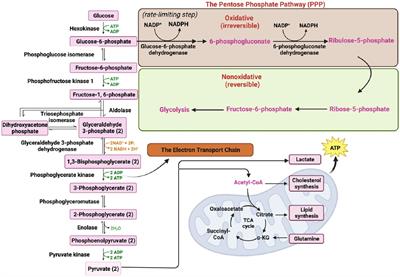 Metabolic regulation of endothelial senescence